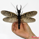 Illustration for article titled World's largest—and most gross—aquatic insect discovered in China